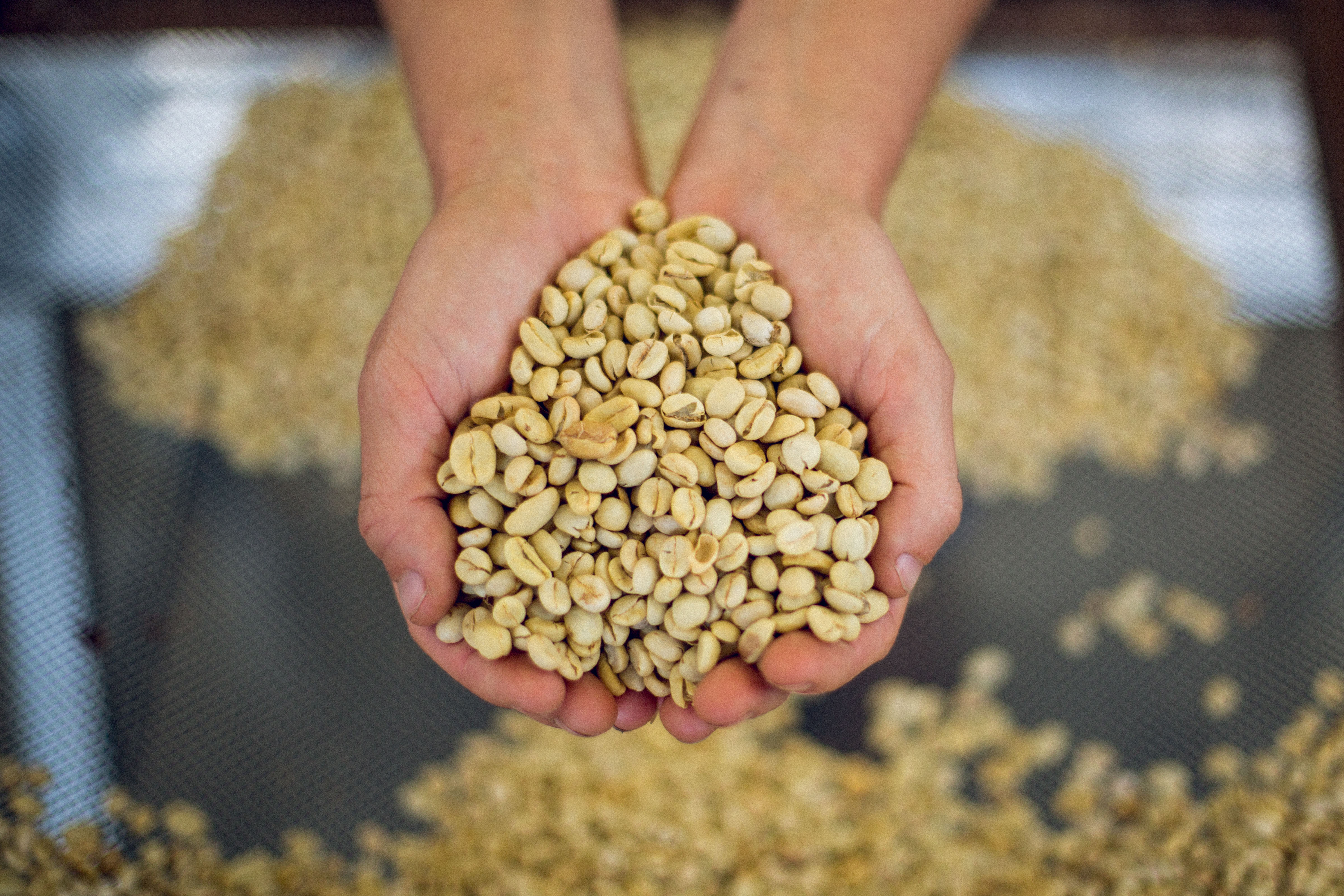 Green Coffee - FRINJ COFFEE