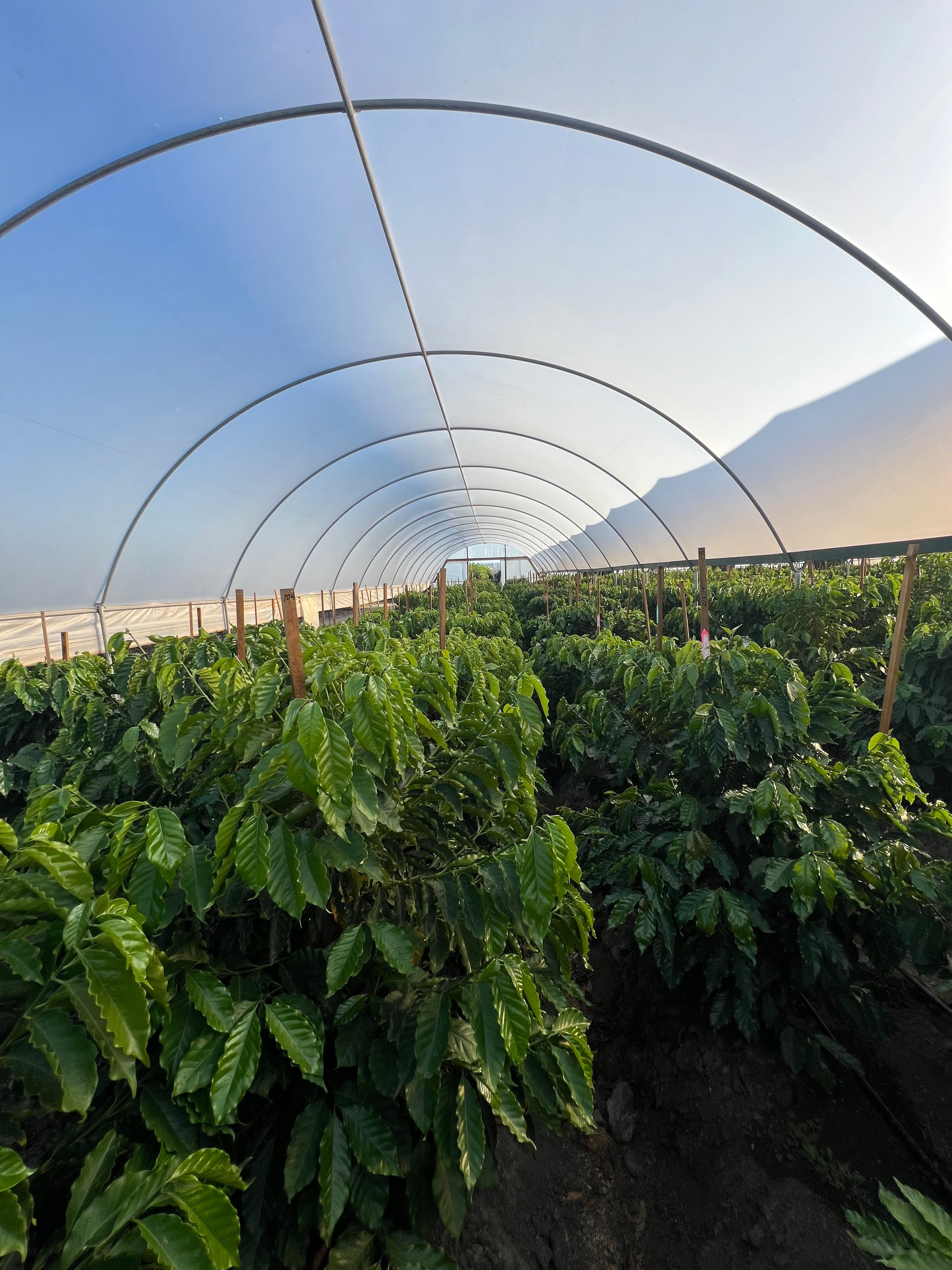 Coffee plants growing under a greenhouse structure with a clear sky.