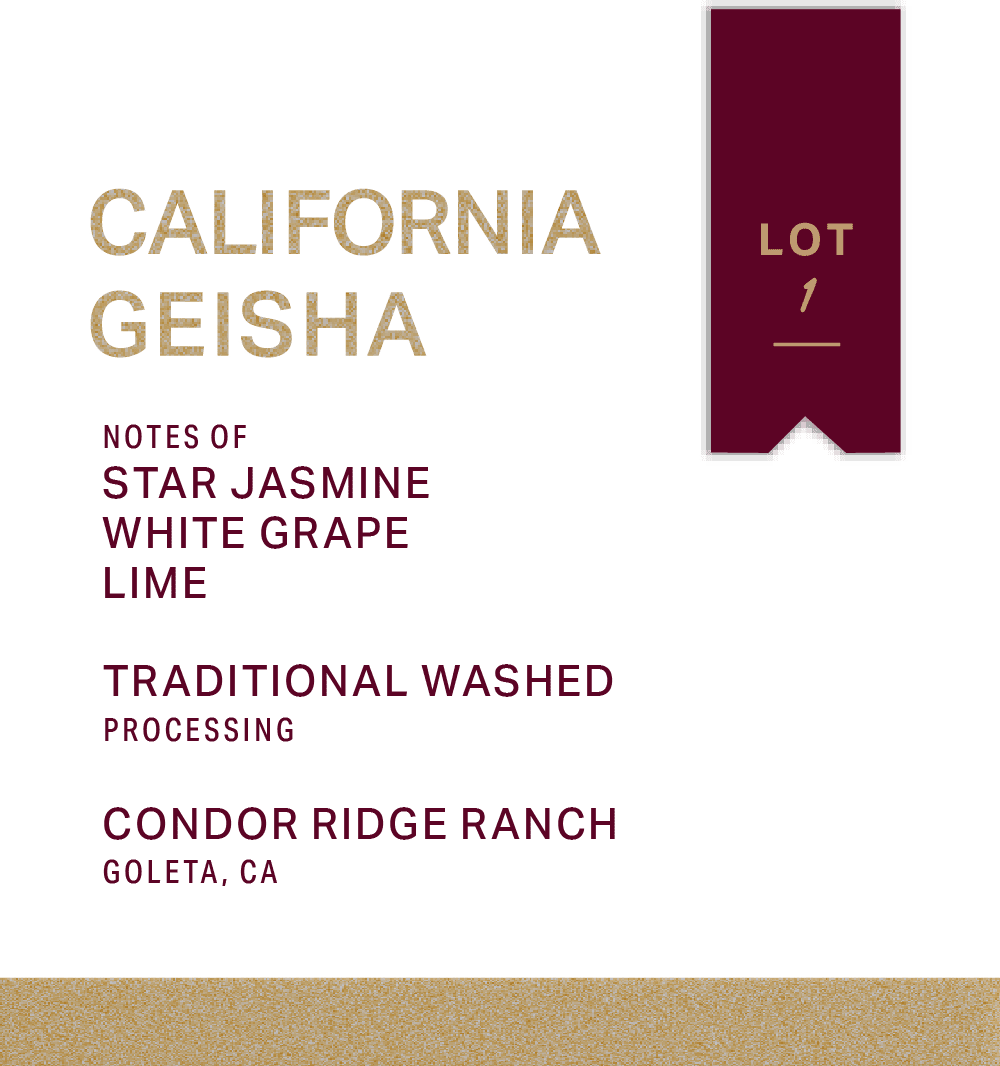 CONDOR RIDGE RANCH - TRADITIONAL WASHED - GEISHA - FRINJ COFFEE