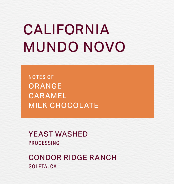 CONDOR RIDGE RANCH - YEAST WASHED - MUNDO NOVO - FRINJ COFFEE