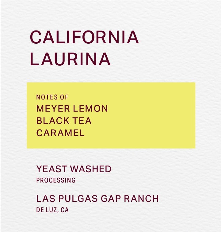 LAS PULGAS GAP RANCH - YEAST WASHED - LAURINA - FRINJ COFFEE