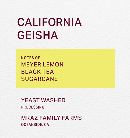 MRAZ FAMILY FARMS - YEAST WASHED - GEISHA - FRINJ COFFEE