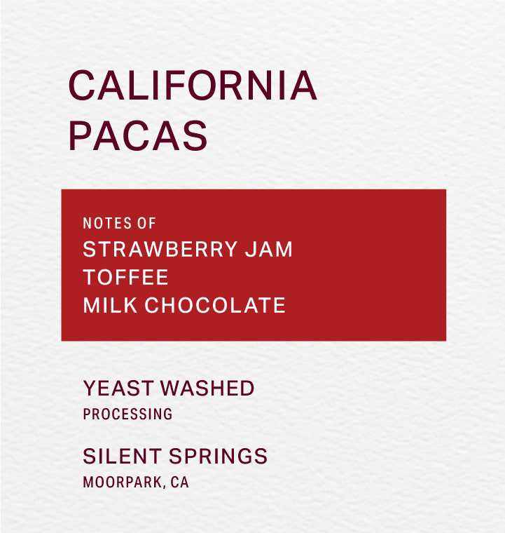 SILENT SPRINGS - YEAST WASHED - PACAS - FRINJ COFFEE