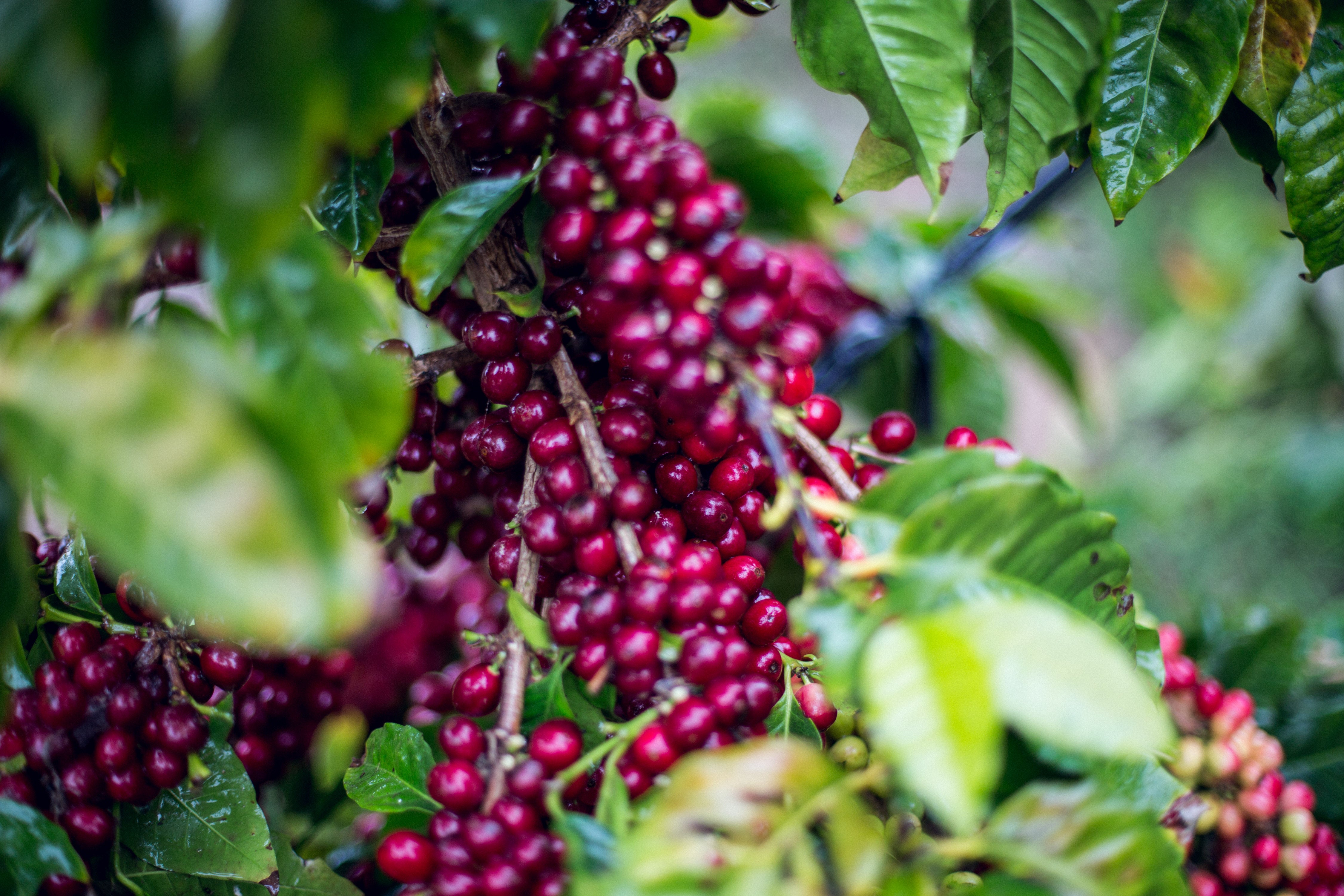 Ripe red Arabica coffee cherries growing on a California coffee plant.