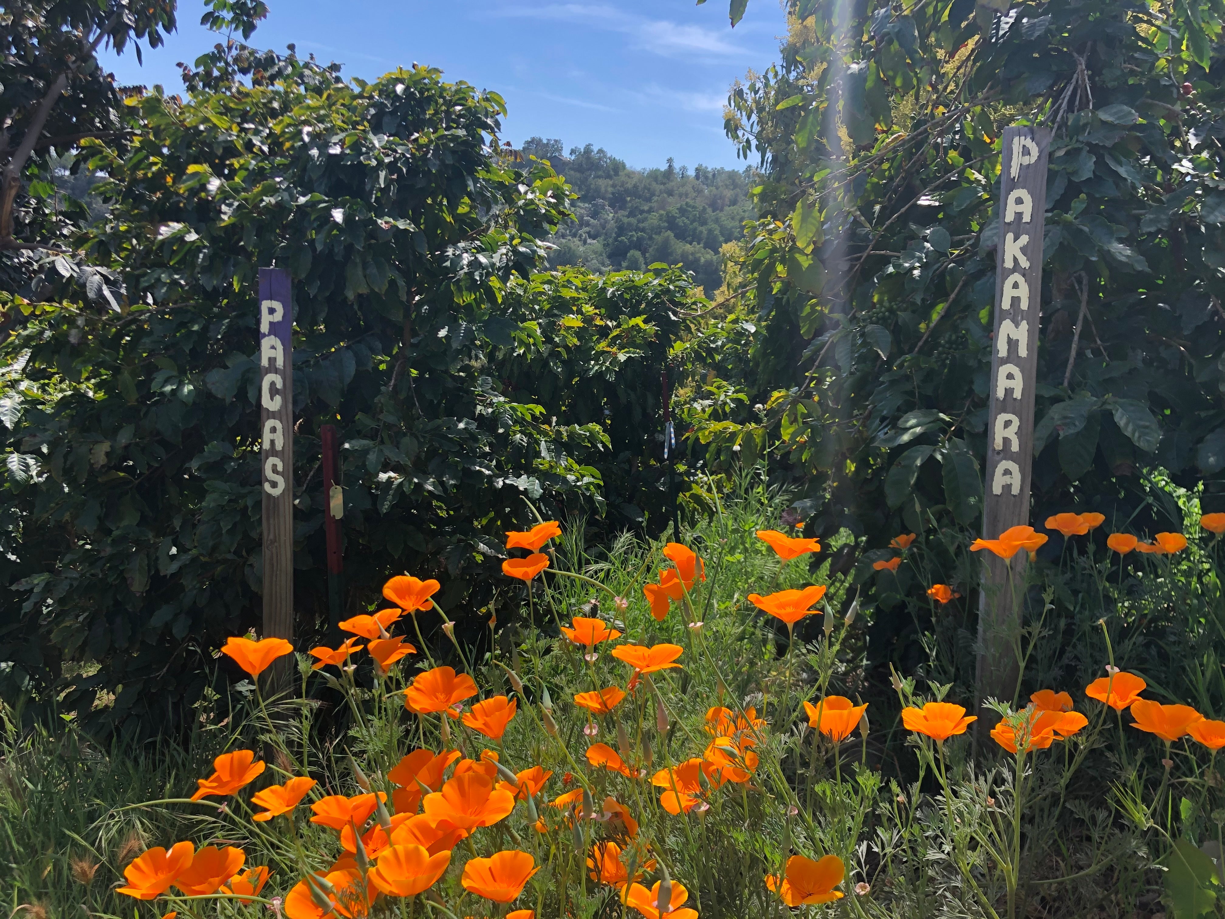Orange flowers in a garden.
