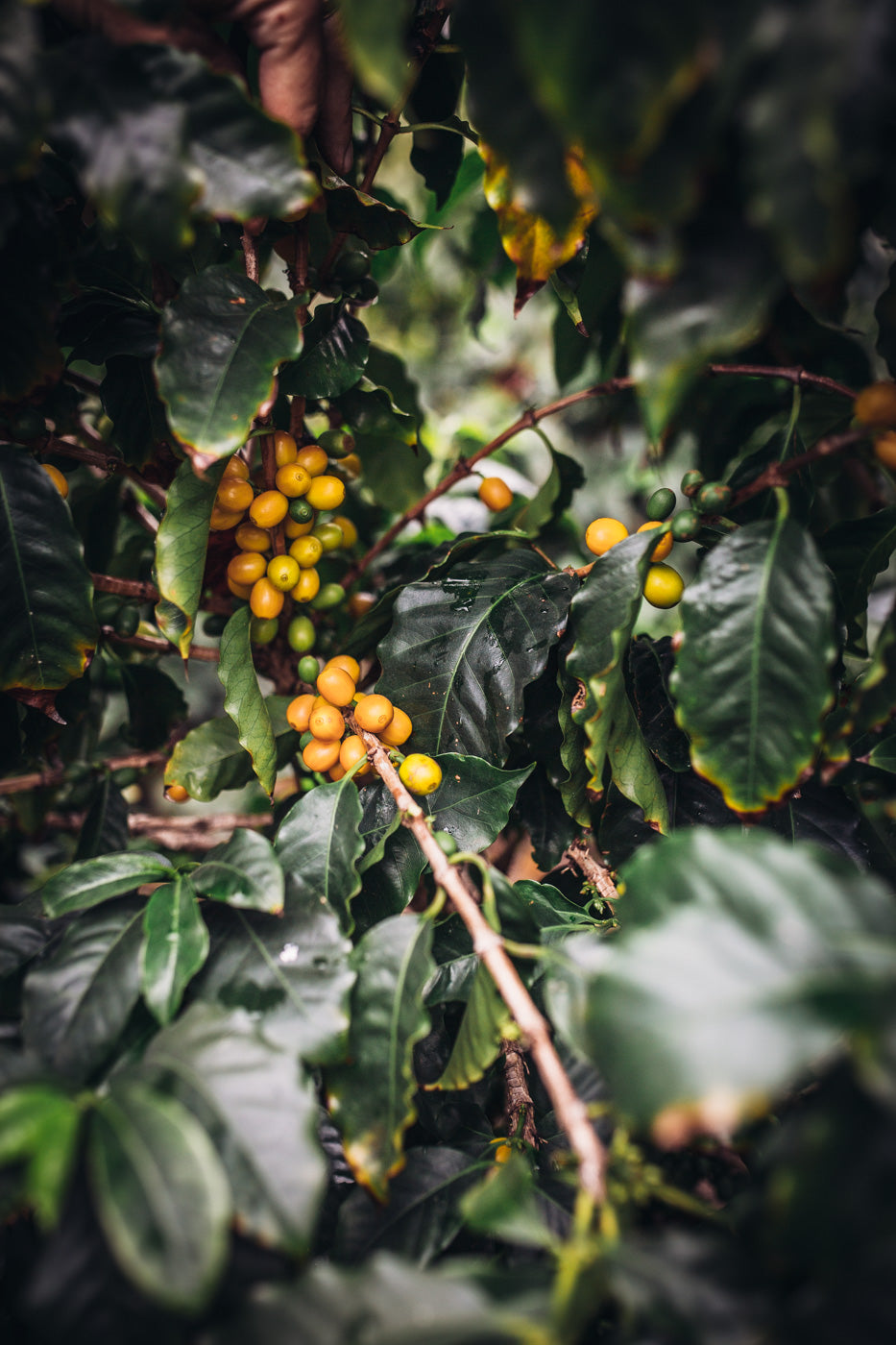 Coffee cherries on a branch with green leaves