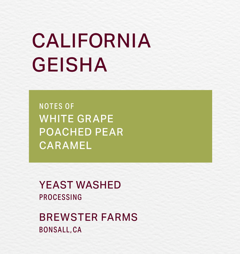 BREWSTER FARMS - YEAST WASHED - GEISHA - FRINJ COFFEE