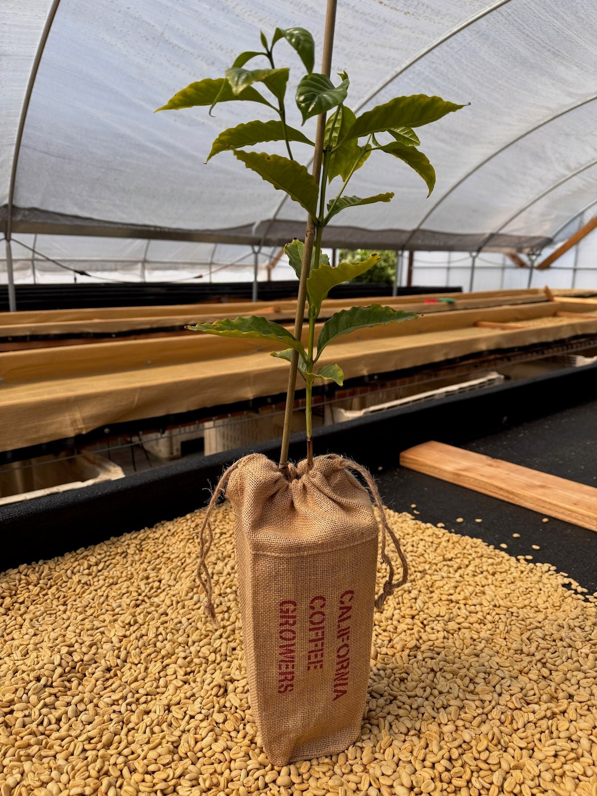CALIFORNIA GEISHA COFFEE TREE - FRINJ COFFEE