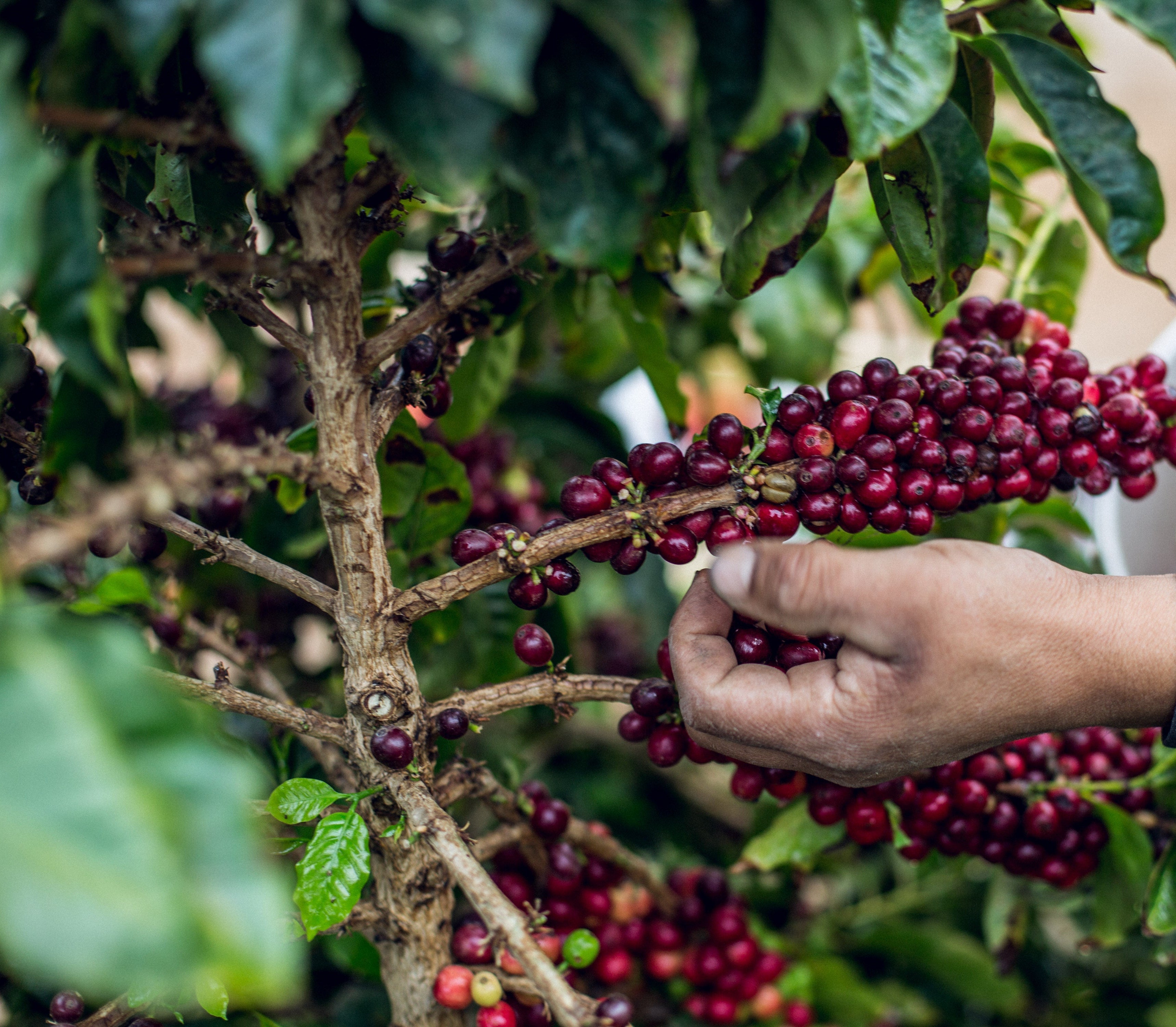 Hand picking red coffee berries from a tree