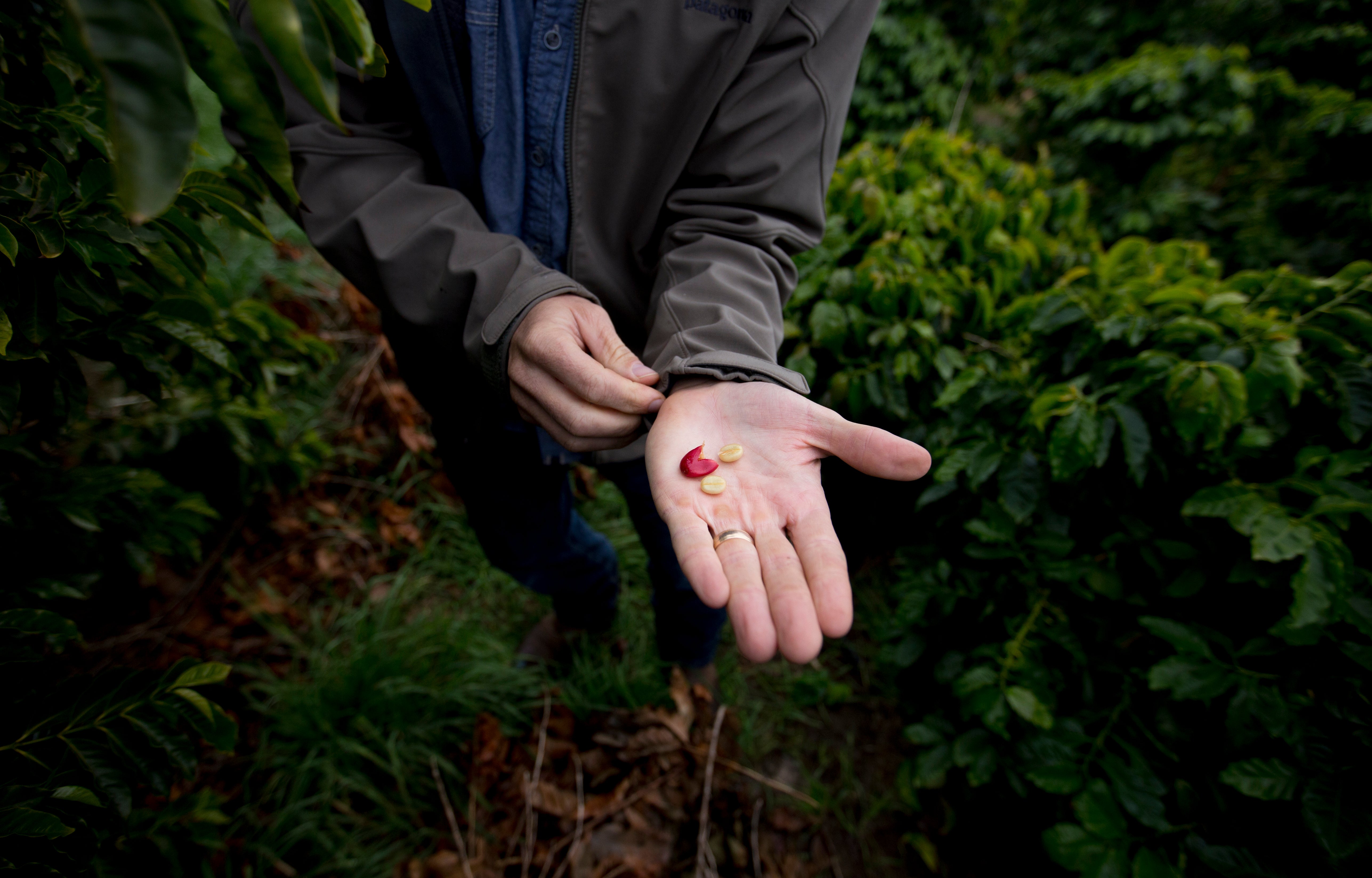 Person holding two pills in their open palms amidst green foliage