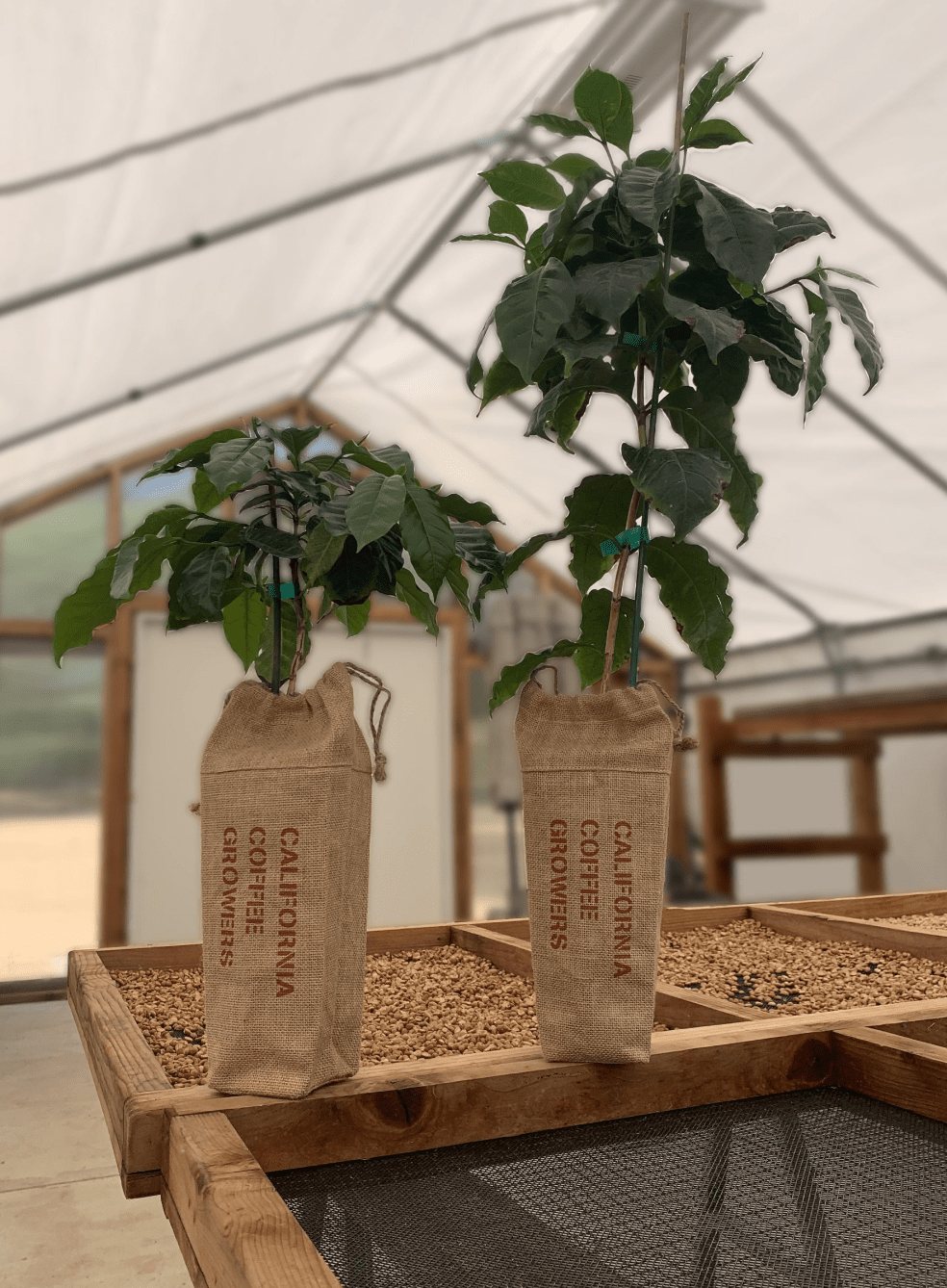 COFFEE PLANTS - FRINJ COFFEE