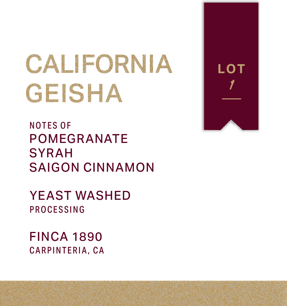 FINCA 1890 - YEAST WASHED - GEISHA - FRINJ COFFEE