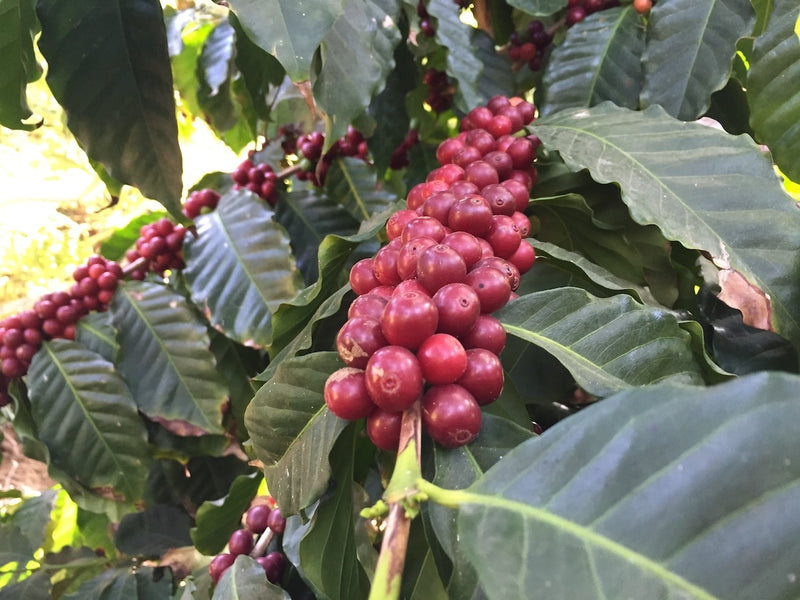 Condor Ridge Ranch Our Story | The Rise of California-Grown Coffee | FRINJ – FRINJ COFFEE