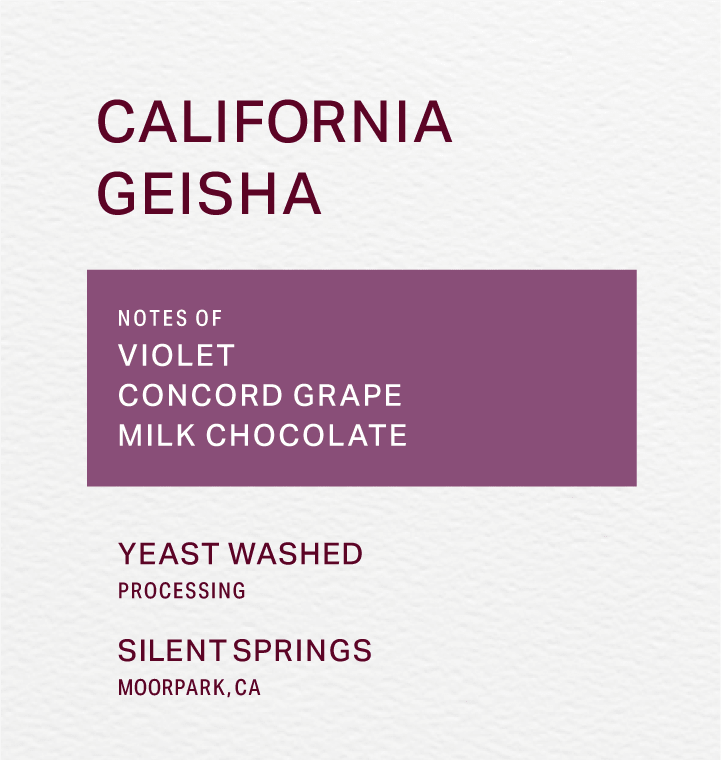 SILENT SPRINGS - YEAST WASHED - GEISHA - FRINJ COFFEE