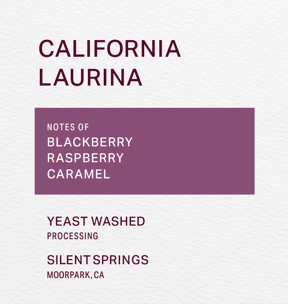 SILENT SPRINGS - YEAST WASHED - LAURINA - FRINJ COFFEE
