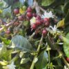 Coffee cherries and blossoms on the tree at Finca 1890 in Carpinteria