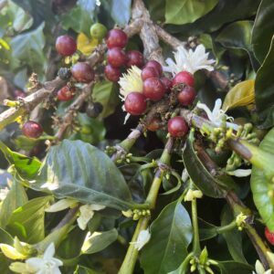 Coffee cherries and blossoms on the tree at Finca 1890 in Carpinteria