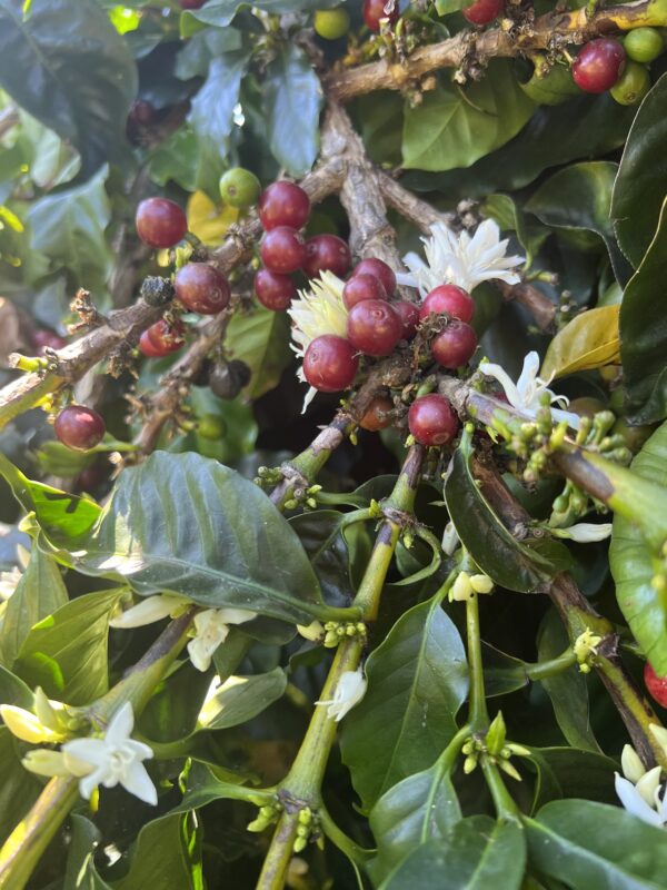 Coffee cherries and blossoms on the tree at Finca 1890 in Carpinteria