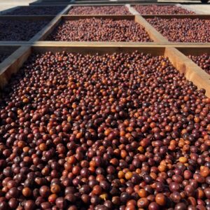 California Catuaí Dark Roast
