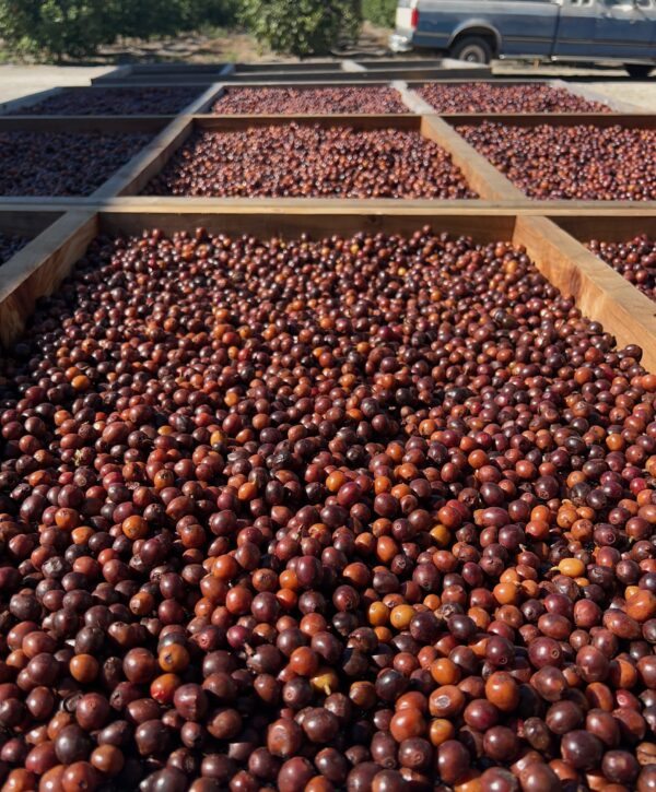 California Catuaí Dark Roast