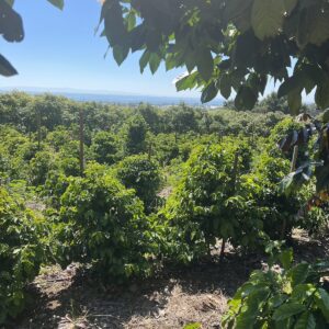 Finca 1890 Geisha