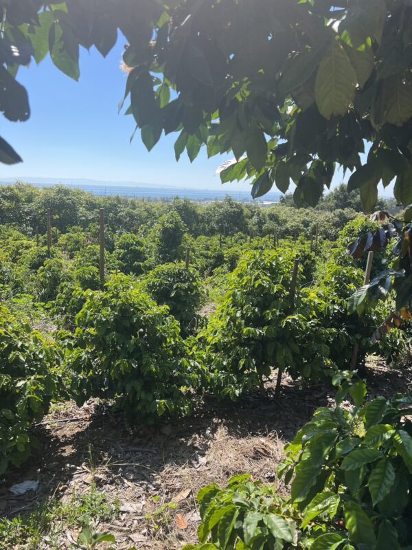 Finca 1890 Geisha