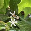 A coffee blossom with bee at Foggy Oaks in Fallbrook, CA.