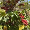 A Geisha tree at Foggy Oaks farm in Fallbrook, California.