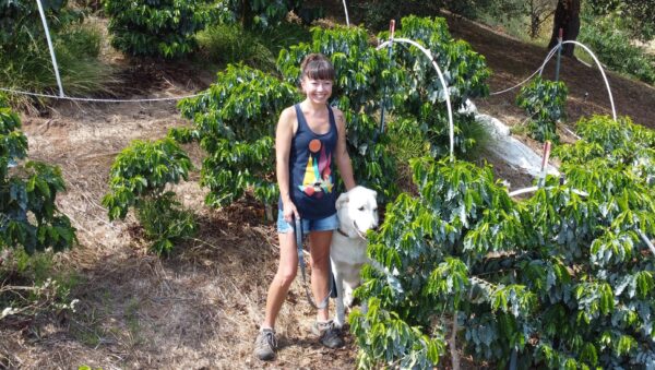 One of Foggy Oaks' owners with her dog in a field of coffee trees.