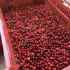 Fresh Geisha cherries at Foggy Oaks farm.
