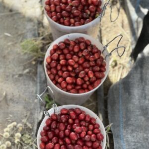 Santa Barbara Field Blend