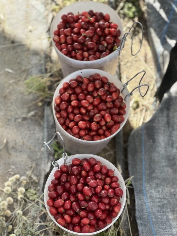 Santa Barbara Field Blend