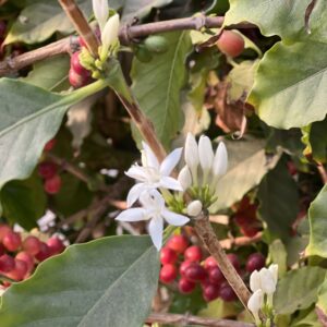 Condor Ridge Ranch - Geisha