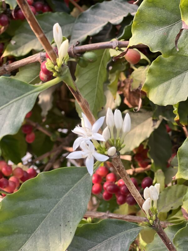 Condor Ridge Ranch - Geisha