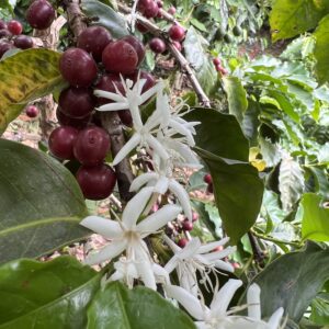 Condor Ridge Ranch - Geisha - Lot 02