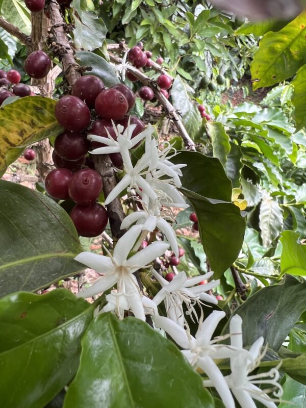 Condor Ridge Ranch - Geisha - Lot 02