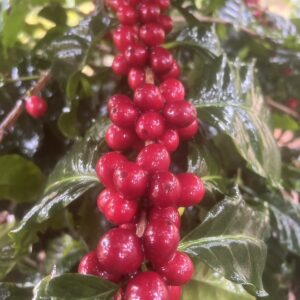 Condor Ridge Ranch Red Wine Co-Ferment Geisha