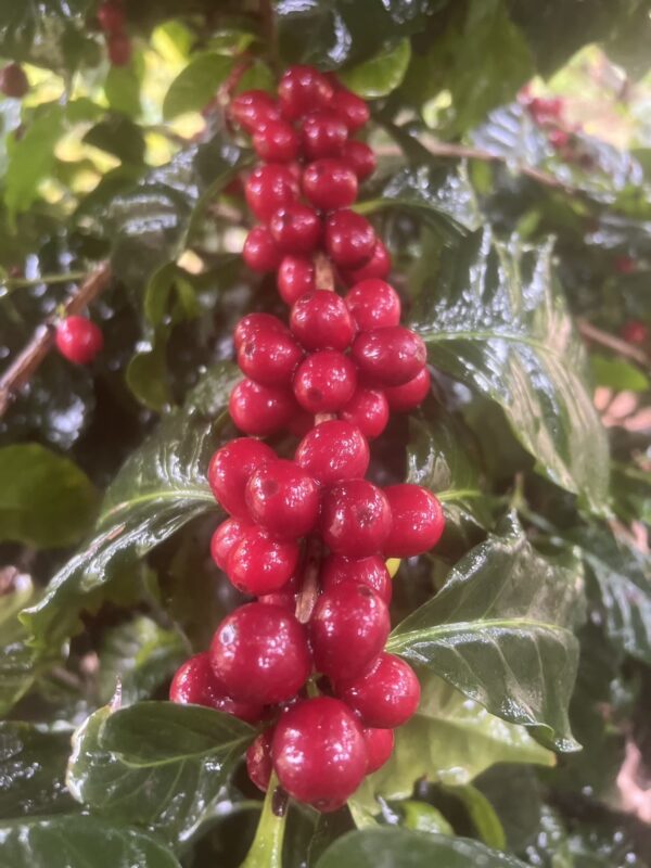 Condor Ridge Ranch Red Wine Co-Ferment Geisha